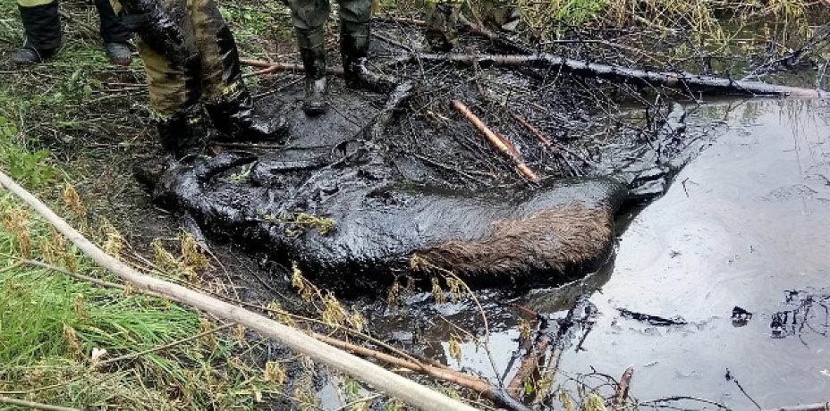 Нефтяные ловушки, губящие диких зверей в Прикамье, ликвидируют по требованию прокуратуры (ФОТО)