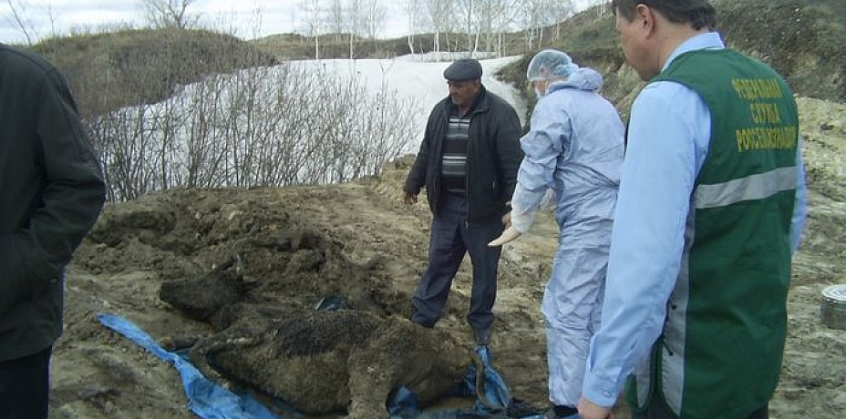 На Южном Урале установлена причина массового падежа скота в Троицком районе