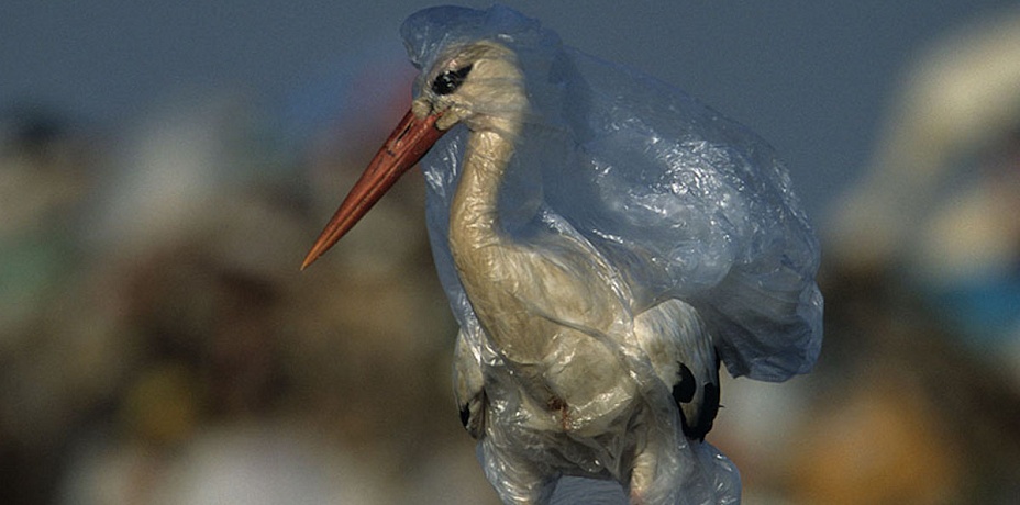 Воздушные шары убивают птиц и диких животных на Южном Урале