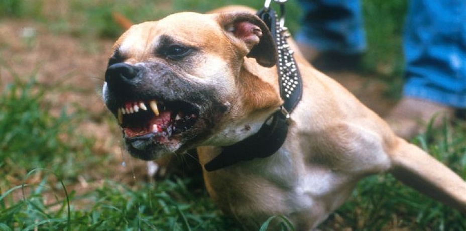 Истерзанный бойцовскими собаками челябинец получит 90 тысяч рублей от хозяйки агрессивных животных