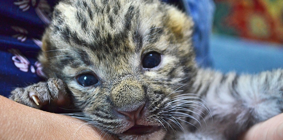 «У нее послеродовой психоз». В Челябинске выхаживают котенка леопарда, которого пыталась съесть мать-кошка