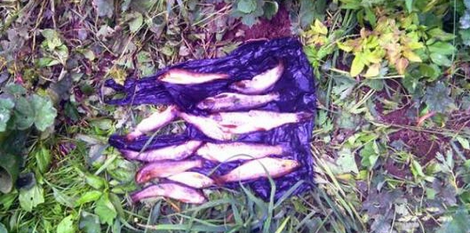 «Черный» рыболов, позарившийся на форель НП «Таганай», получил наказание
