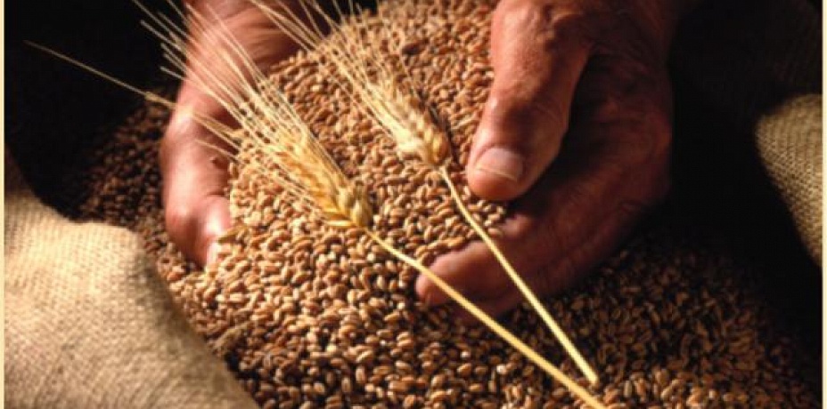 Фермеры Челябинской области собрали более 800 тысяч тонн зерна