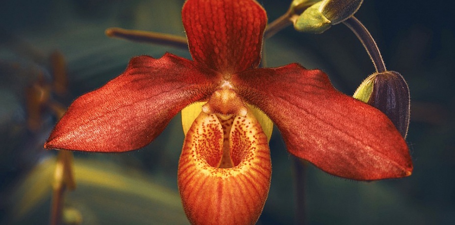 На Таганае стали активнее расти орхидеи