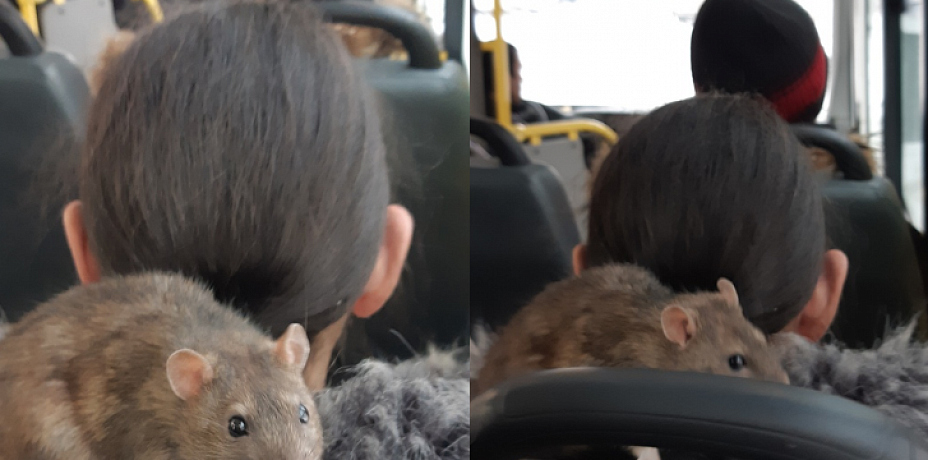 В челябинской маршрутке из-за воротника пассажирки вылезла крыса