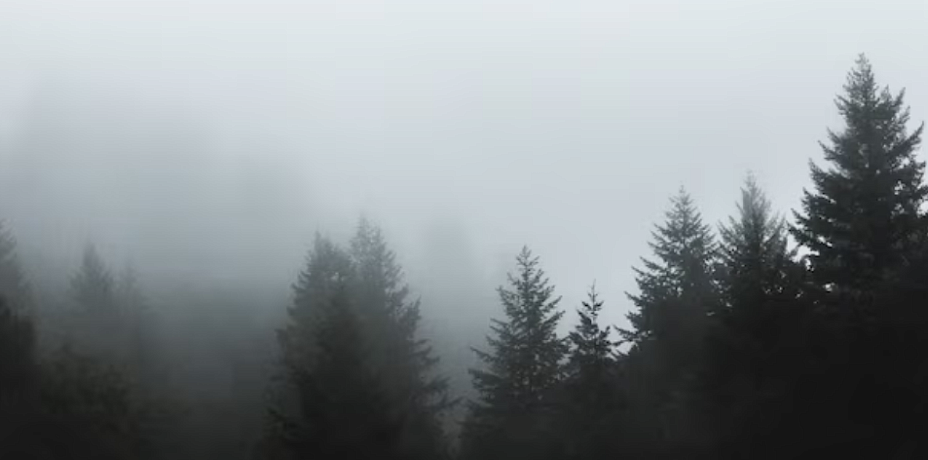 Челябинскую область накрыло густым туманом 