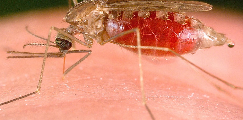 Малярия в Челябинске