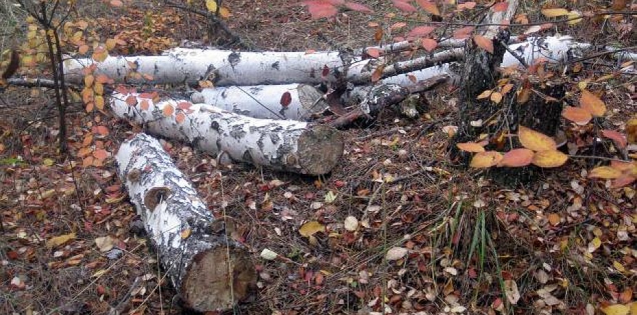 В Снежинске убирают аварийно-опасные деревья