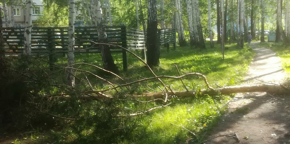 В Челябинской области сильный ветер повалил деревья