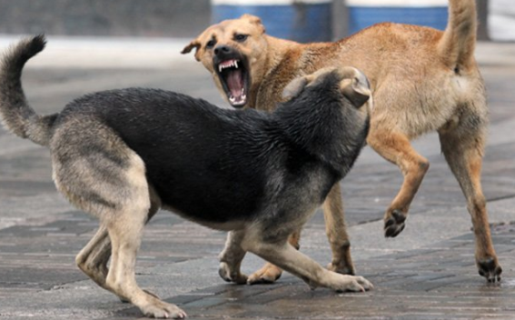 В Кургане стаи бездомных собак пугают прохожих