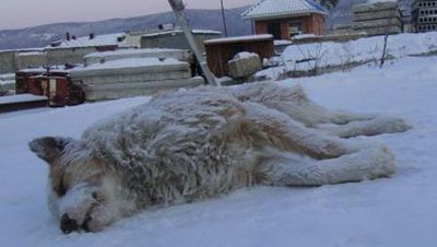 В Челябинской области остается сложной эпизоотическая ситуация по бешенству животных