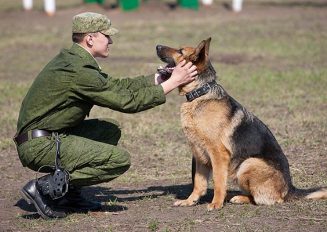 На Южном Урале собак направили в окопы