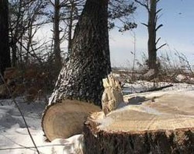 В Челябинской области из-за браконьеров потеряно 10 тысяч кубометров леса