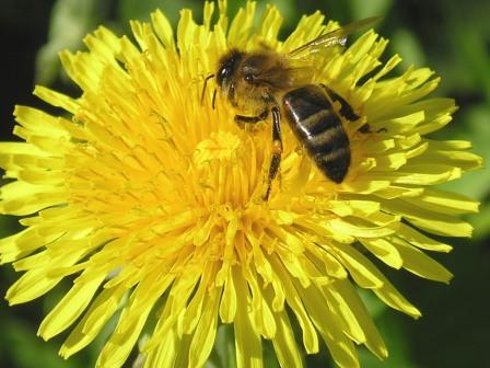 Челябинский зоопарк отпраздновал Всемирный День защиты пчел