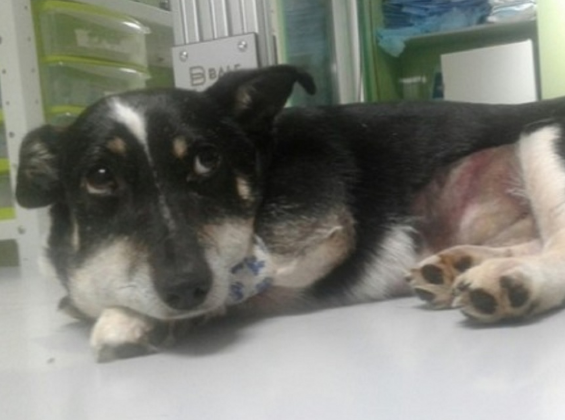 В Перми умер пес жестоко избитый бомжами живодерами