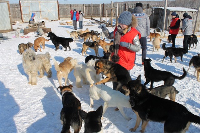 В приюте для бездомных животных в Сосновском районе навели порядок добровольцы.