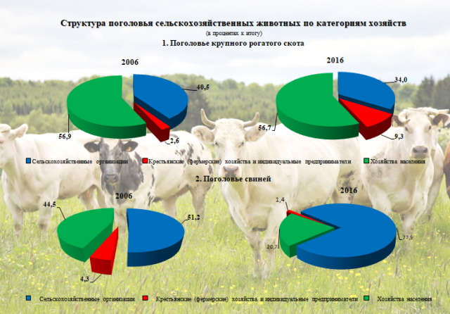 Сельхозперепись: за 10 лет в Челябинской области поголовье коров сократилось на 34 %, свиней – выросло в 2,3 раза