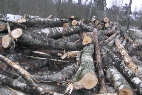 В Прикамье депутат пойдет под суд за вырубку деревьев