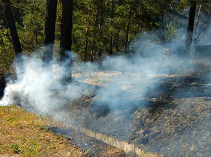В Свердловской области директора фирмы обвиняют в уничтожении леса кислотой