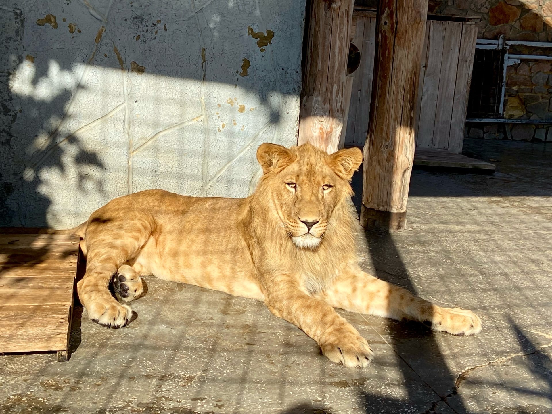 Дети сделали открытки льву из Челябинского зоопарка – пожелали здоровья и завести семью
