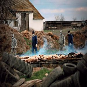 В Оренбурге бушует африканская чума свиней