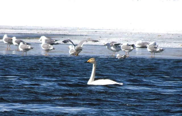 Подарок на День птиц: в Челябинск прилетел лебедь