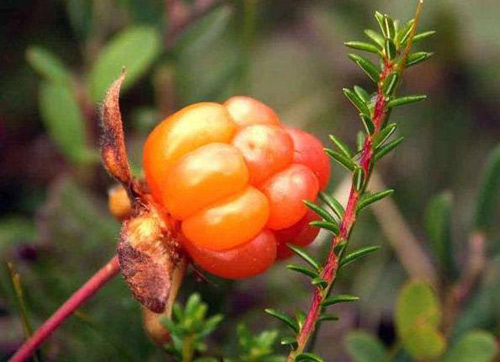 В национальном парке «Таганай» подсчитали ягоды