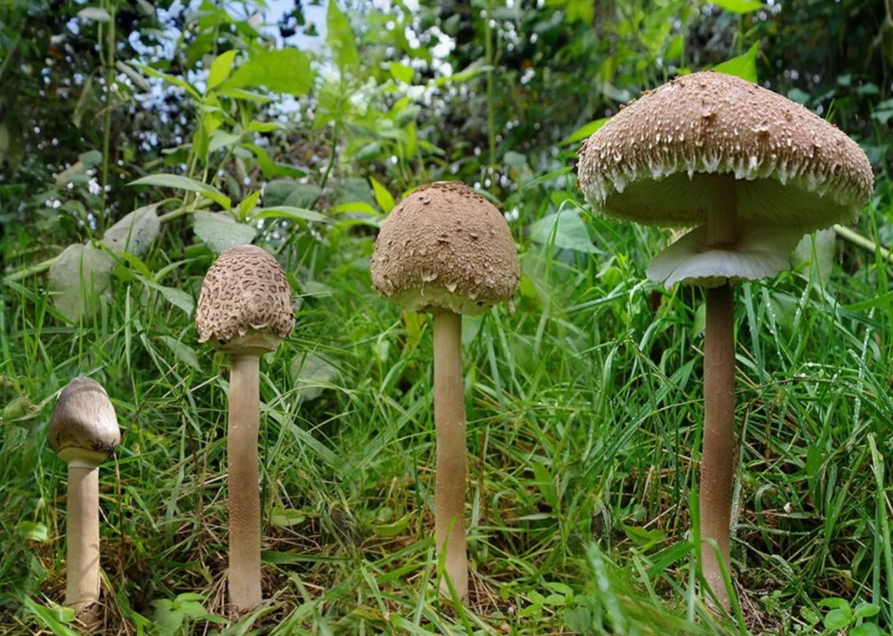 В Челябинске семья отправилась грибами-зонтиками 