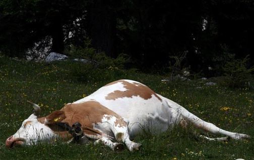 В Еткульском районе коровы отравились водой