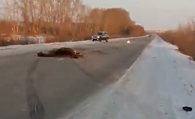 В табун лошадей врезался студент-водитель на автодороге Белорецк-Магнитогорск (ФОТО)