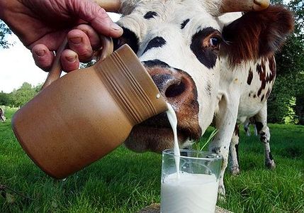 Продажи молока в Челябинской области не снизились