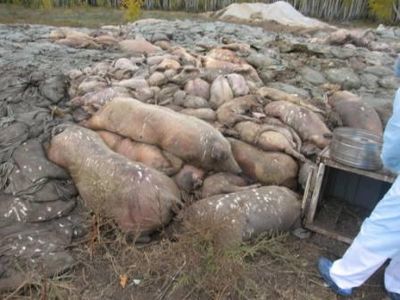 Пробы трупов свиней  из Увельского леса исследуются в лаборатории Россельхознадзора