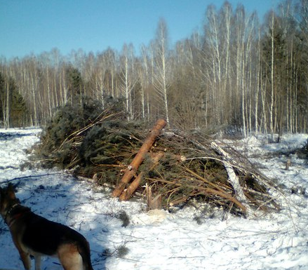 Вырубку деревьев в "Парковом" признали незаконной