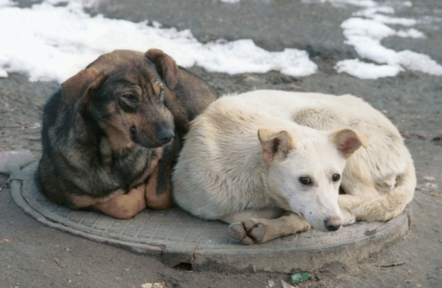 В Троицке истребляют бродячих собак 