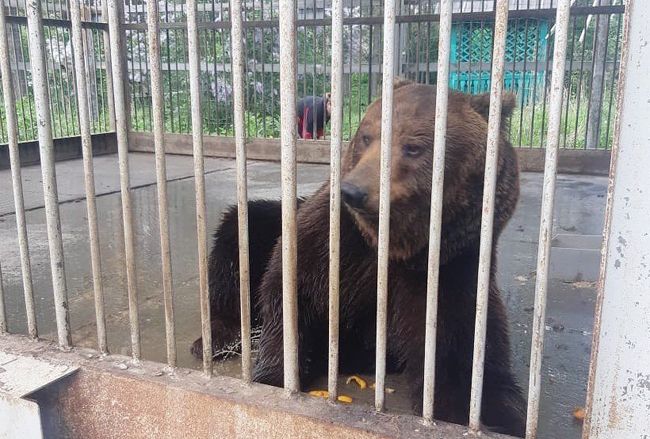 Алексей Текслер пообещал обеспечить уход за медведем, который живет на трассе 