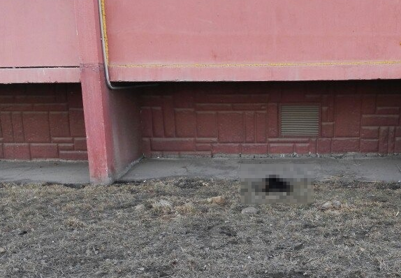 В "Парковом" живодеры выбросили кошку из окна высотки