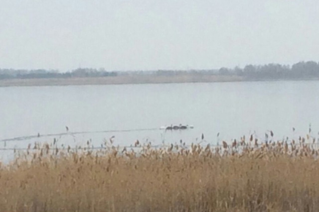 Южноуральцы встревожены судьбой лебедей на заледеневшем озере под Челябинском (ФОТО)