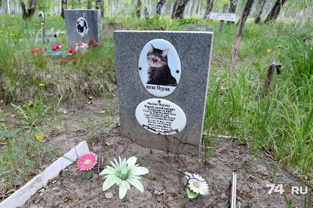 Стихийное кладбище домашних животных пугает жителей Челябинска (ФОТО)