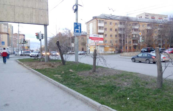 В Екатеринбурге неизвестные срубили яблони, закрывавшие рекламу