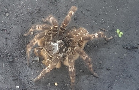 В Челябинской области обнаружили тарантула