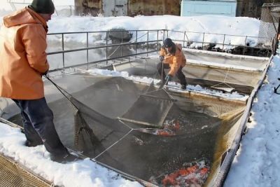 В Челябинской области будут наращивать производство рыбы