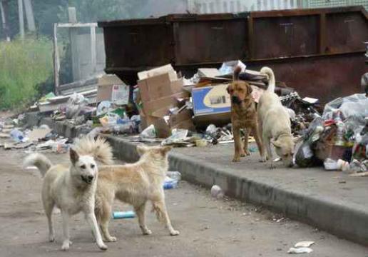 Златоустовские депутаты держат на контроле отлов собак