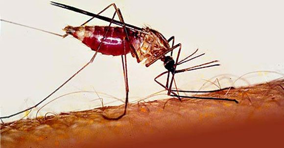 В этом году в Челябинской области  выявлено пять больных малярией