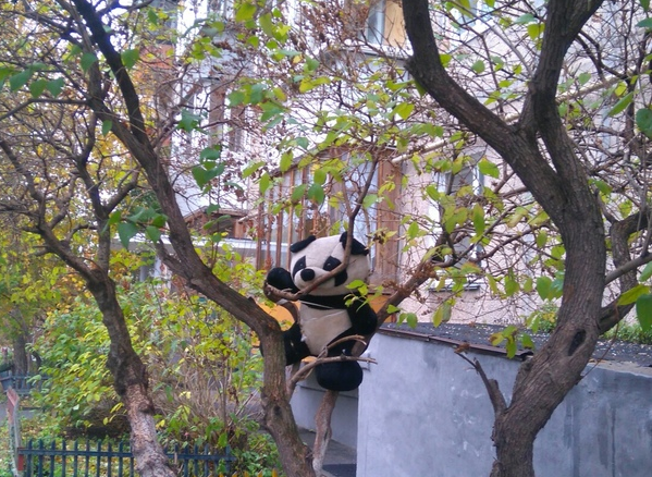 В Копейске на дереве заметили панду
