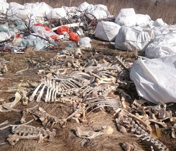 На свалке в Кургане после таяния снега обнаружили сотни костей животных