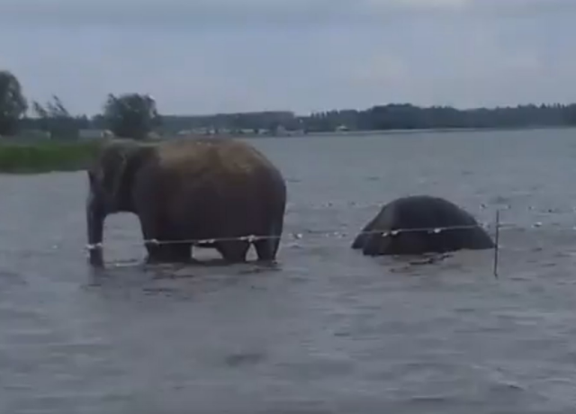 Слоны искупались в озере Смолино в Челябинске (видео)