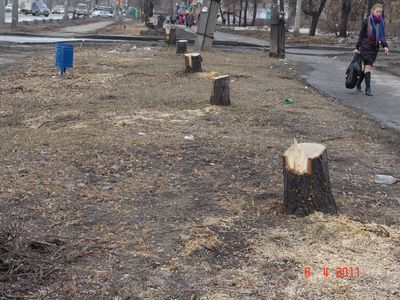 Обрезка деревьев в Челябинске прошла с соблюдением практически всех регламентов