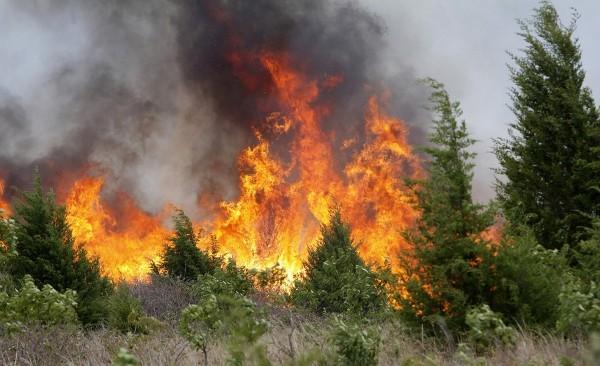 Житель Уйского района сжег 83 гектара леса горящей покрышкой
