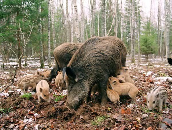 В Челябинской области усиливается контроль за поголовьем свиней и кабанов