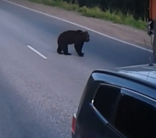 В Прикамье медведь остановил движение по трассе (видео)